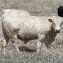 Charolais_Bull