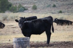 Ionophores have been used for many years in the beef and poultry industries for improved feed efficiency and control of coccidiosis
