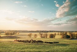 Walmart partners with 44 Farms