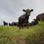 BT_Cattle_Wide_Angle