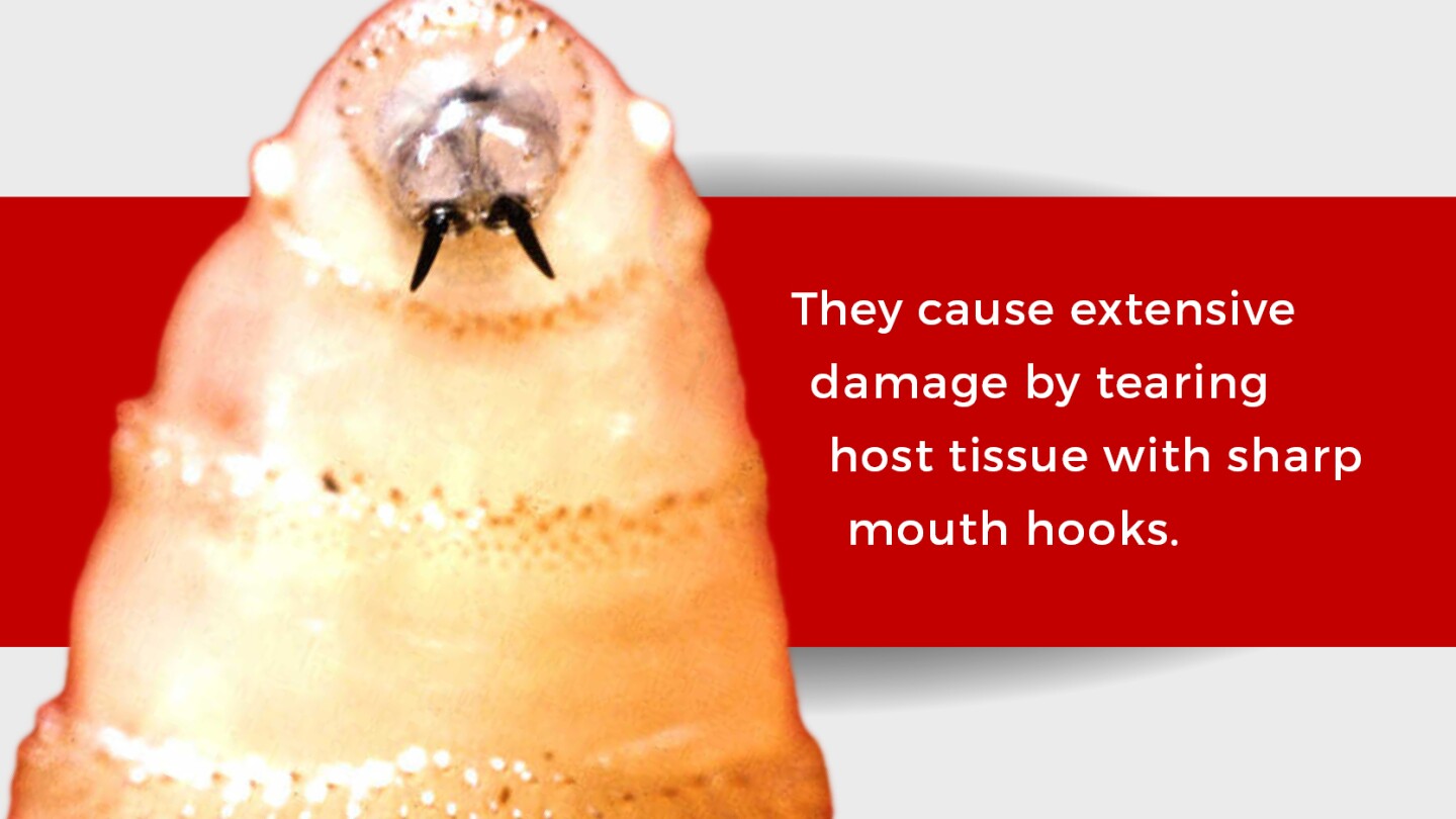 Human Case of New World Screwworm Confirmed in Maryland - AgWeb