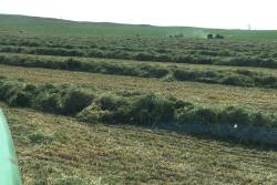 AL Ranch