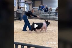 Big T Hampshire Barrow on TikTok