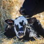 OSU calf