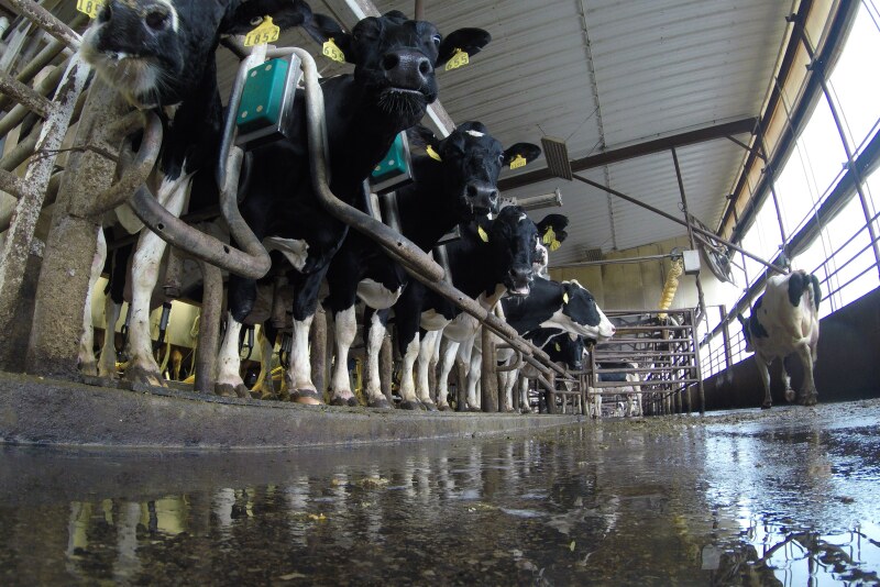 Cows in a dairy parlor. 