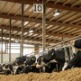 Dairy Holsteins Feedbunk_Taylor Leach