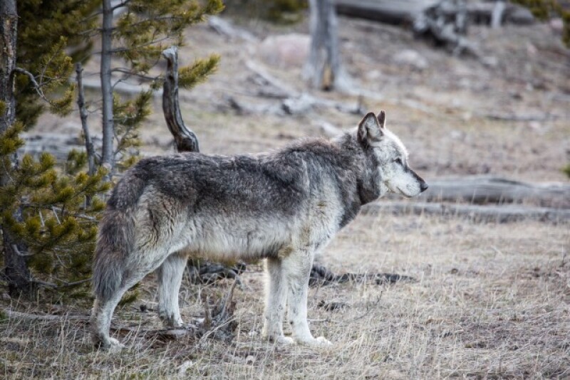 Wolf