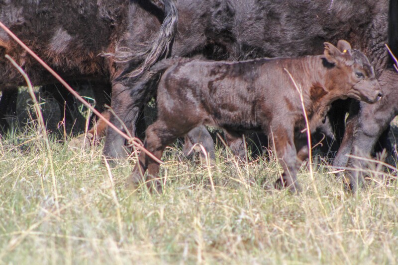 Calf with cows