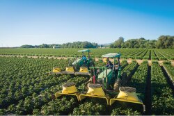 Bobalu Berries uses large, tractor-mounted bug vacuums to literally suck pests off strawberry plants rather than spraying the plants with chemicals.