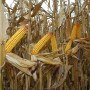 Syngenta is increasing its technology offerings for farmers. This winter will be the first time Golden Harvest farmers can automatically share harvest info.