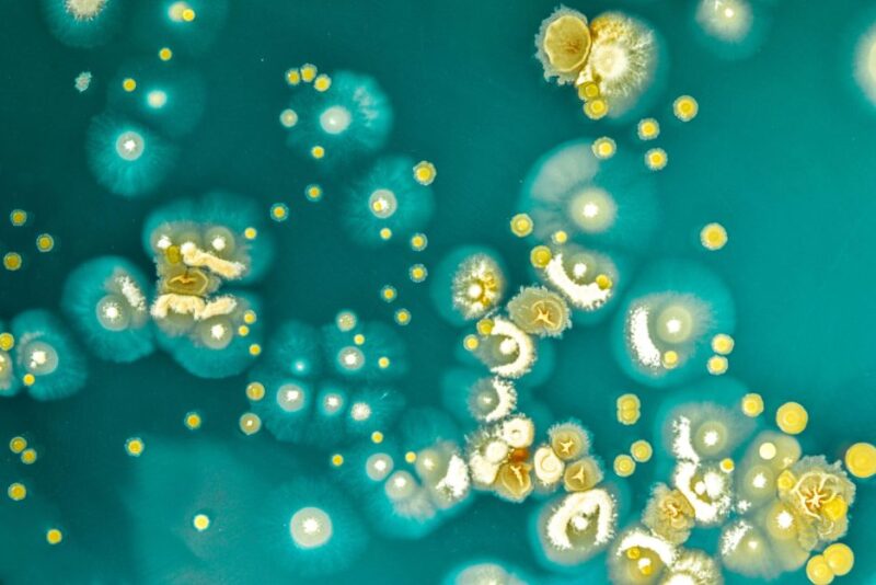 Bacteria