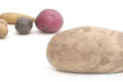  A shorter crop has reduced russet potato promotions this season, USDA statistics show.