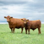 Gelbvieh cow-calf pair.