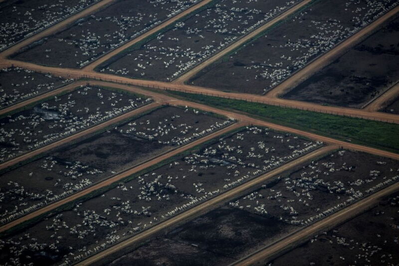 Cattle on Agropecuária Santa Bárbara Xinguara SA Espirito Santo farm in Maraba, Brazil.