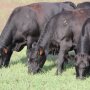 Cows_Grazing