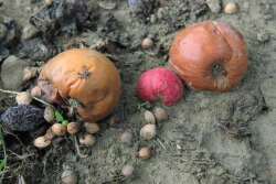 Rotten produce