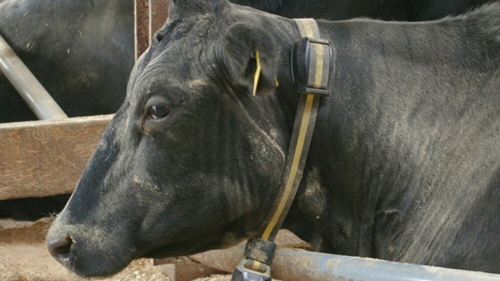 Cow_Activity_Monitor