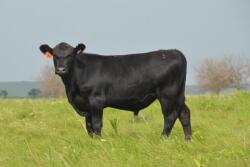 Angus steer