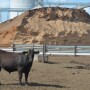 BT_Feedlot_Silage_Mill