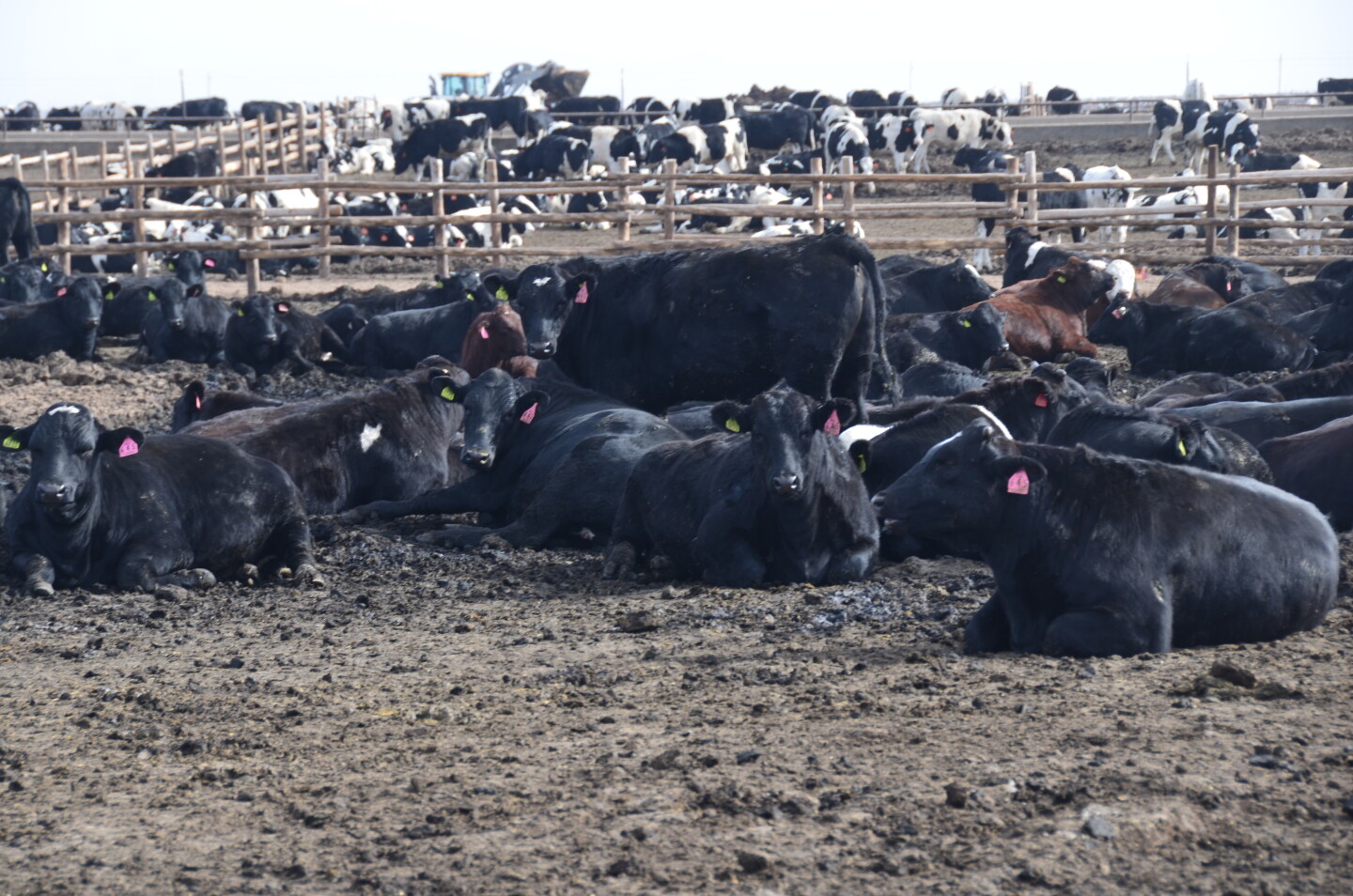 Dairy beef crosses