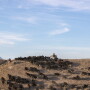 Range cattle
