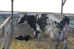 Fresh cows should be checked daily to help identify problems quickly.