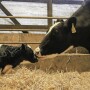 When a cow freshens during the fall or winter, she tends to produce less colostrum than her herd mates who calved in spring and summer. It's no coincidence. Now research is shedding some "light" on the situation.