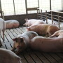 Large-scale animal production is being targeted by some investor groups.