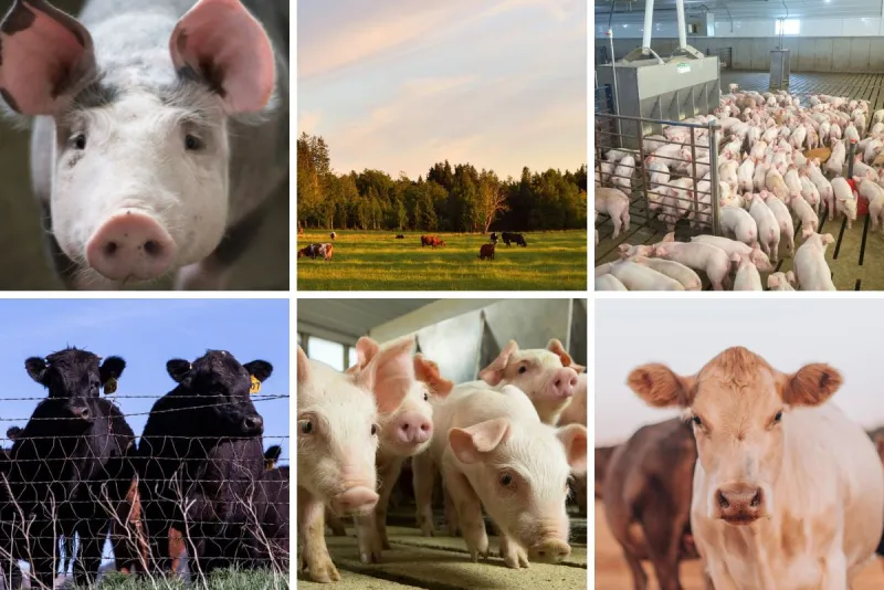 Beef Margins on the Rise, Pork Prices Remain Steady