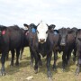 BT_Stocker_Cattle