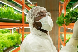 Man with white mask, hairnet, clear glasses and plastic lab coat stands in the middle of two rows of hydroponic lettuce and examines a lettuce sample. 