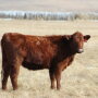 Red_Angus_Heifer_Nebraska
