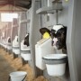 Calf Pails_Adobe Stock