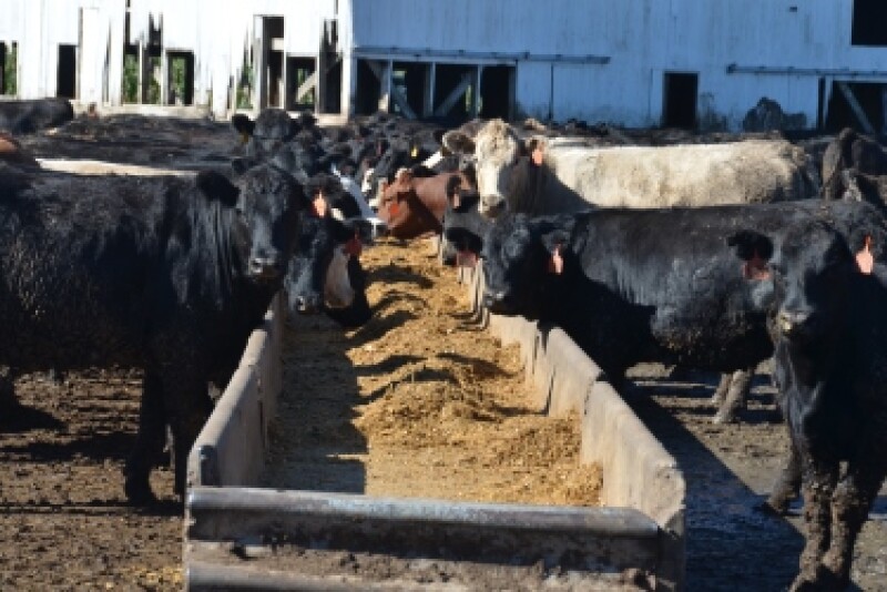 Feeder cattle
