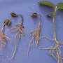 Phytophthora seedling blight
