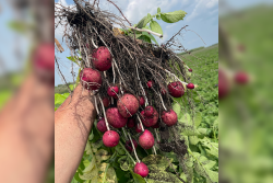 red potatoes harvested in field, held by hand