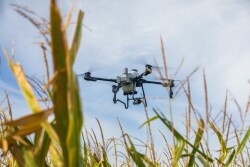 Agras T25 - Corn 2.jpg