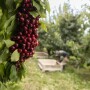 superfresh cherries