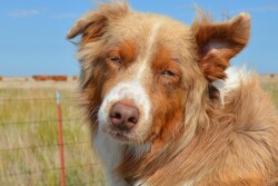 Dog_Australian_Shepherd
