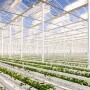 Kentucky greenhouse location for Ever Tru Farms strawberries