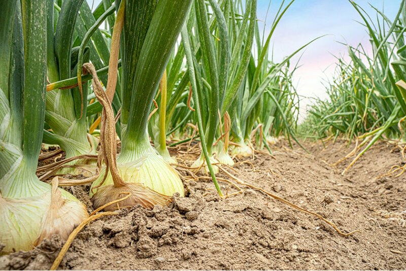 Eagle-Eye-Produce.jpg