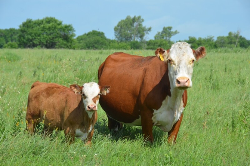 Hot, humid days can trigger heat stress
