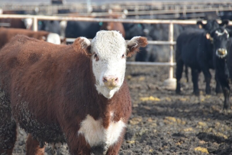 BT_Feeder_Cattle