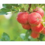 Viva Tierra Organic Inc. was winding down its California apple program in late October but will continue shipping a full spectrum of apple varieties from Washington until January to April, depending on variety, says Addie Pobst, organic integrity and logistics coordinator. Then the company will source from Chile and Argentina.