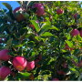 6-EPC-applesontree.jpg