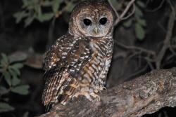 Spotted Owl.jpg