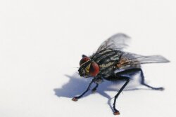 fly.jpg