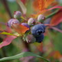 blueberry-bush