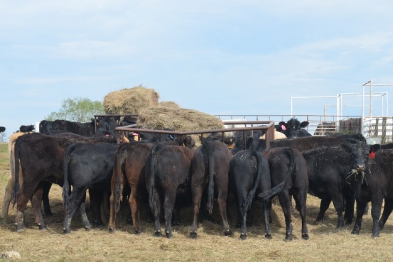 BT_Hay_Bunk_Cattle
