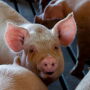 Pig by Canva.com